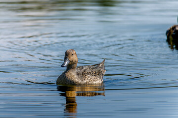 水辺のオナガガモ