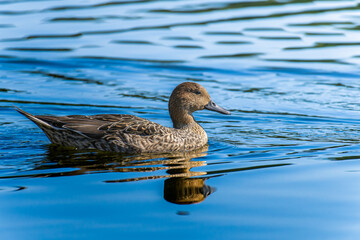 水辺のオナガガモ