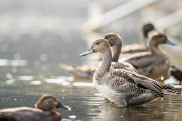 水辺のオナガガモ
