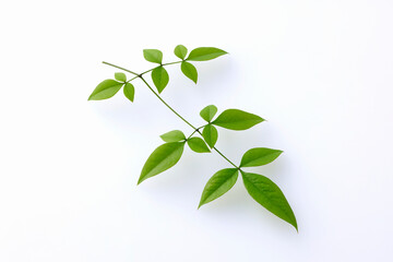 Obraz premium 南天の葉 Heavenly bamboo leaves