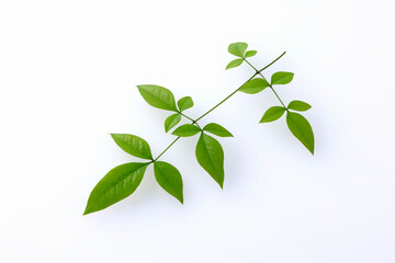 南天の葉　Heavenly bamboo leaves