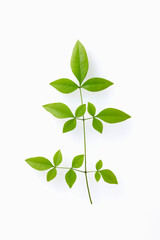 南天の葉　Heavenly bamboo leaves