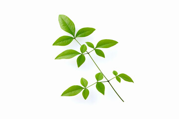 南天の葉　Heavenly bamboo leaves