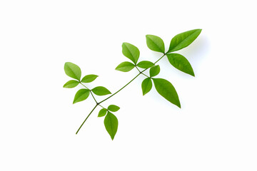 南天の葉　Heavenly bamboo leaves