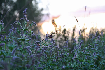 Foggy evening. Rural field with mint plants.