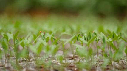 Close up of chili seeds still visible seed shell. Agricultural industry concept. Natural green pattern and texture background for graphic design