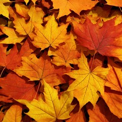 Fototapeta premium 紅葉の床