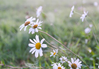 Foggy evening. Rural field with white daisy wildflowers.