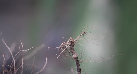 Plant sprout roots close up.