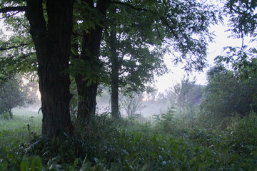 Summer foggy evening in countryside.