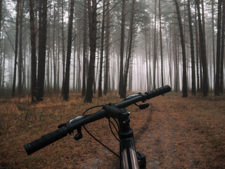 ride a bike in a foggy pine forest.