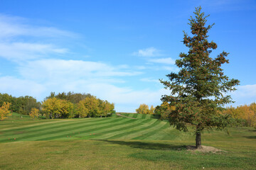 A large tree stands in a grassy field with a blue sky above