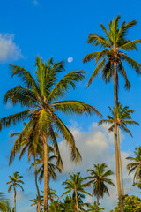 Obraz premium A group of palm trees are in a field with a clear blue sky