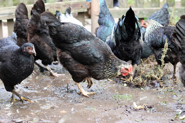 Chickens on a rural farm. Agriculture. Poultry breeding. Breeding chickens.
