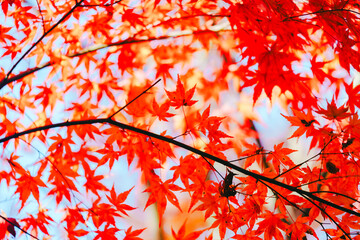 京都の源光庵の紅葉