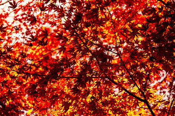 京都の源光庵の紅葉