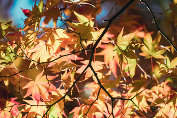 京都の源光庵の紅葉