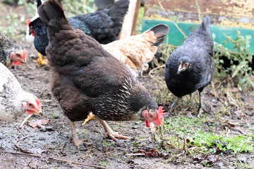 Chickens on a rural farm. Agriculture. Poultry breeding. Breeding chickens.