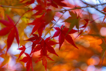 京都の源光庵の紅葉