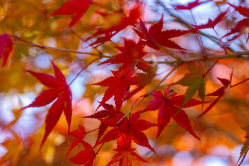 京都の源光庵の紅葉