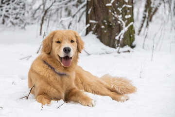 Red golden retriever dog lies on the snow against the backdrop of the winter forest