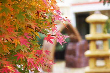 autumn leaves on a tree