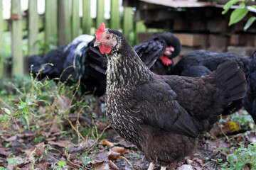 Chickens on a rural farm. Agriculture. Poultry breeding. Breeding chickens.