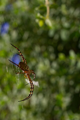 捕食者の窮屈さ