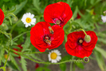 ミツバチとポピーと