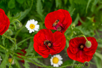 Obraz premium ミツバチとポピー