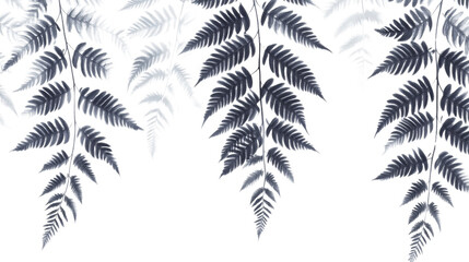 Fern transparent background