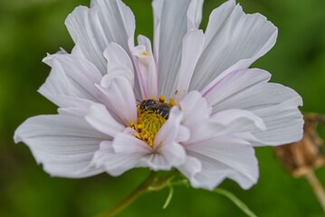 Obraz premium 蜜を運ぶみつばち