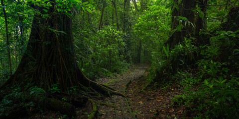 Obraz premium Tropical rain forest in Costa Rica