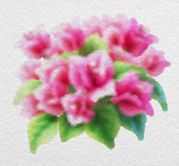 Pink Bougainvillea Cluster