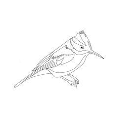 blue jay coloring pages vector design