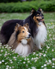 two sheltie