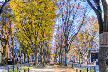 晩秋の杜の都仙台を歩く
