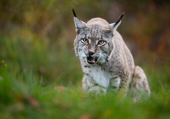 Eurasian lynx ( Lynx lynx ) close up