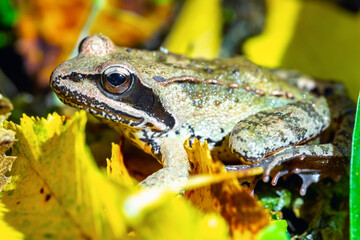 Frog rana arvalis close-up in the autumn forest