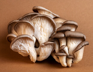 Oyster mushrooms on a brown background