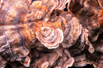 Extreme close macro of the mushroom Bjerkandera adusta