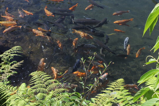 colorful koi fish in a natural flowing ground pond - Powered by Adobe