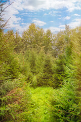 A small clearing with thickets of fir trees in a summer forest. A cozy place in the park among the trees.