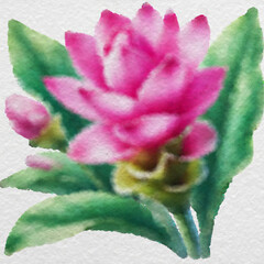 Pink Siam Tulip Watercolor