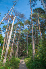 Summer background with a summer path between trees. Earthen road for hiking in the forest.