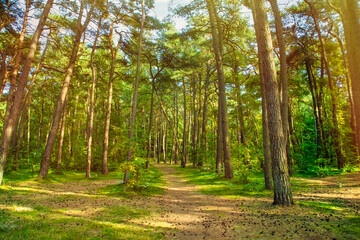 Summer background with a summer path between trees. Earthen road for hiking in the forest covered with cones.