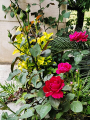 Beautiful red roses in garden