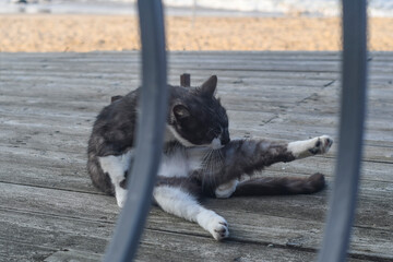 A street cat licks itself on a wooden floor outside. A cat washes itself on the embankment near the sea. An animal behind a fence.