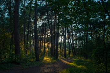 Bright sunset sun shines beautifully through pine trunks. Background with summer evening in the forest.