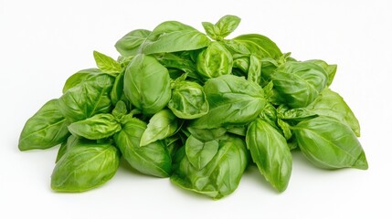Fototapeta premium A bunch of fresh basil isolated on a white background, emphasizing its aromatic nature.